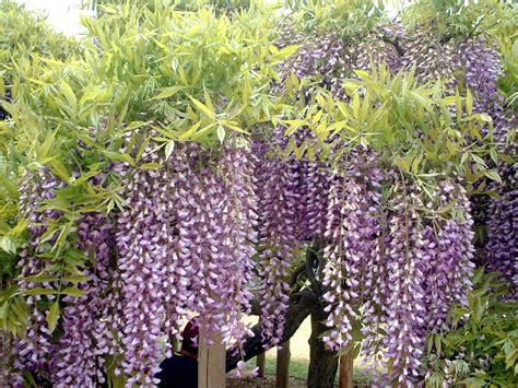 藤科植物|フジ Wisteria floribunda マメ科 Fabaceae フジ属 三河。